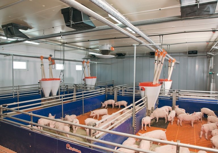 Piglet rearing with dry feeding system 