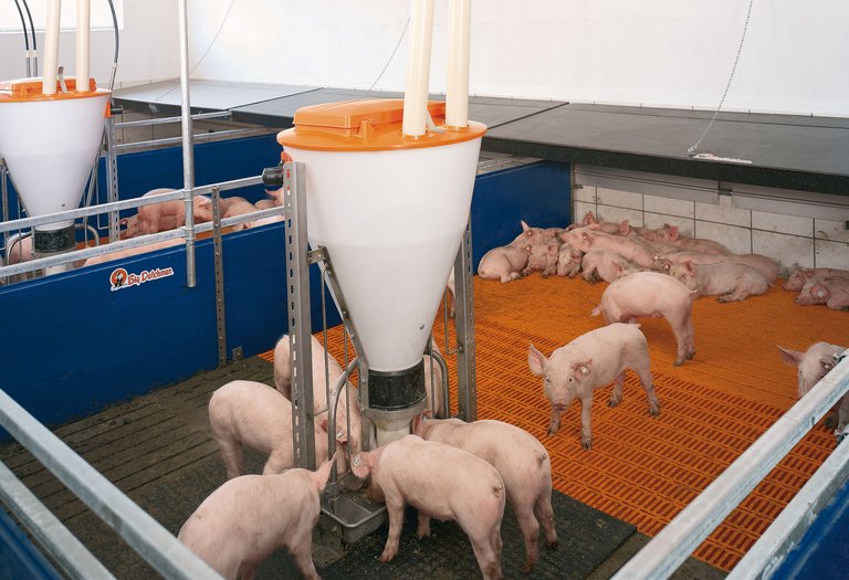 Zone heating pig climate control system 